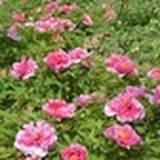 山东综合