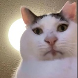 小董