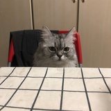 玩具卡呀