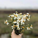 May