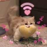 尤里yoli
