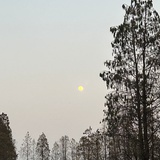 小鹿不乱撞