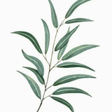 许朔