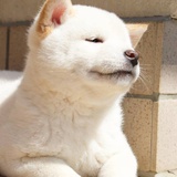 S依一