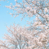 柚子