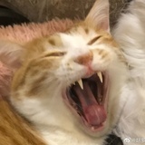 猫菇种植户