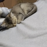 算了吧再见