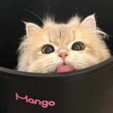 nono