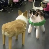 冬团子呦