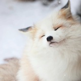 狗狗的貓
