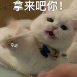 呆萌羊驼马