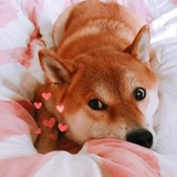 安贫乐道