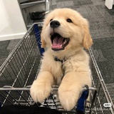 没有狗狗活不了
