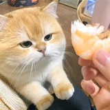 藤原不卖豆腐