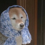 粉仔