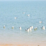 qiuqiuqiu