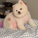 兔子爱吃番茄锅