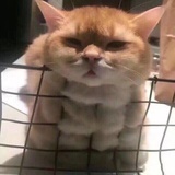 白不呲咧