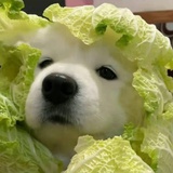 嘀哩嘀哩笛