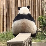 MISA废人