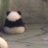胖達