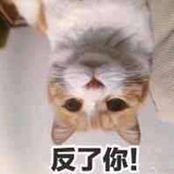 不是David