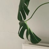 周四