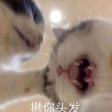 想养一只猫