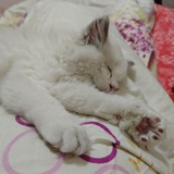 且放白鹿青崖间