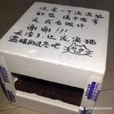 养猫的非正式语