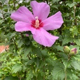 樱桃小口衔樱桃