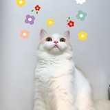 jysama