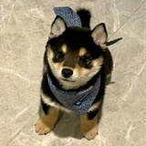 等风啊