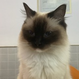 клóбно