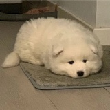 今天也很困