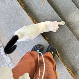 小羊咩咩