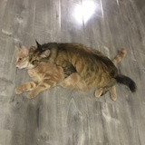 王肥肥和小姑娘