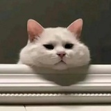 咕咕咕