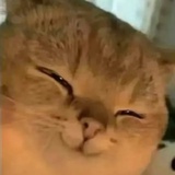 桑延（已藏住）