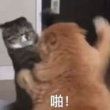 回收旧猫臭猫