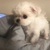 killer