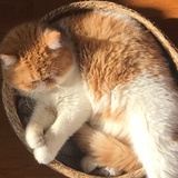 屁屁猫