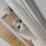 憨憨