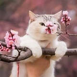 憨憨纯蜂蜜