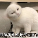 是贝爷啊