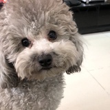 绝世猫咪