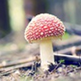 小蘑菇