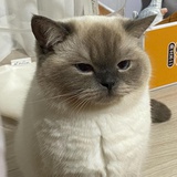 枳葵