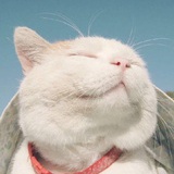 桃子酱
