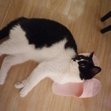 好多鱼